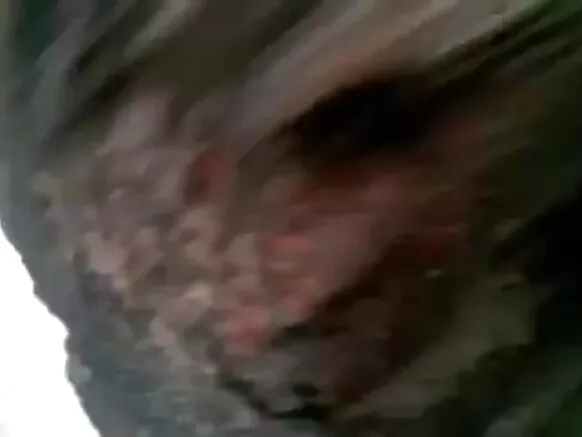 Inna Bengali tana wanka mai kitso balagagge.